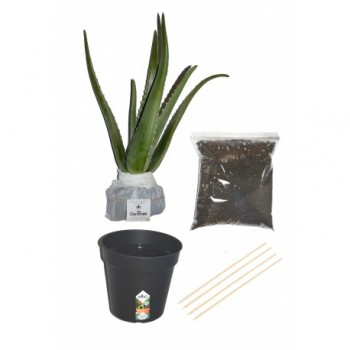 Plante Aloe Bio - Kit